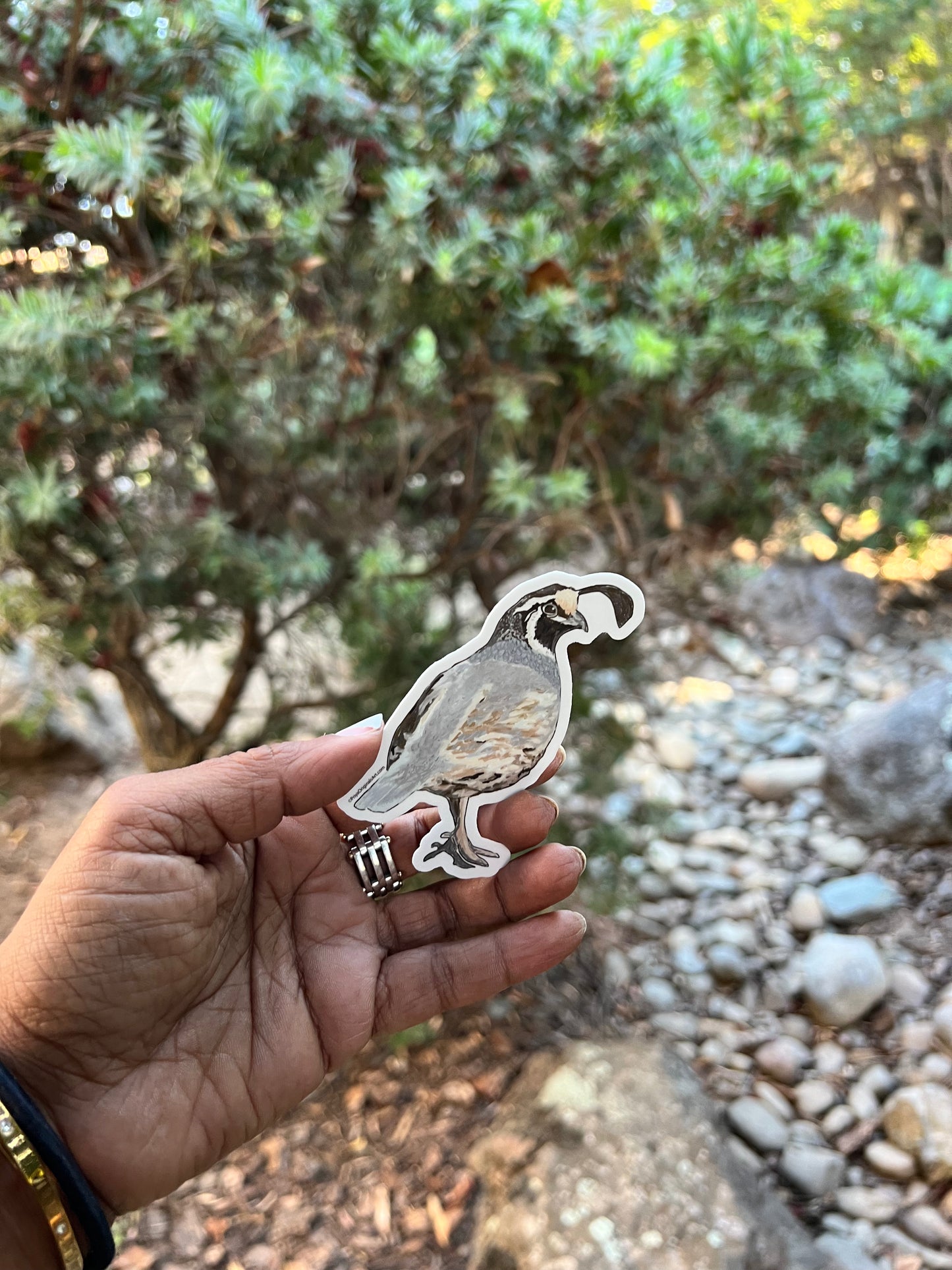 Quail sticker