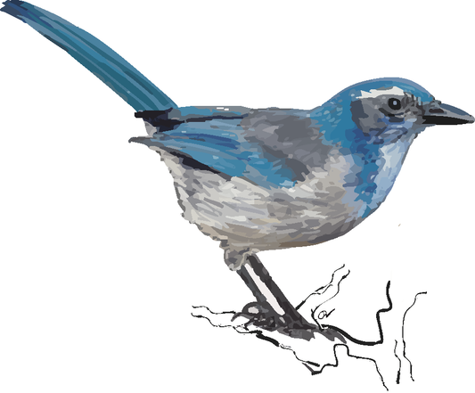 California Scrub-Jay Art Print - Sacramento Bird Illustration (5x7 or 8x10)