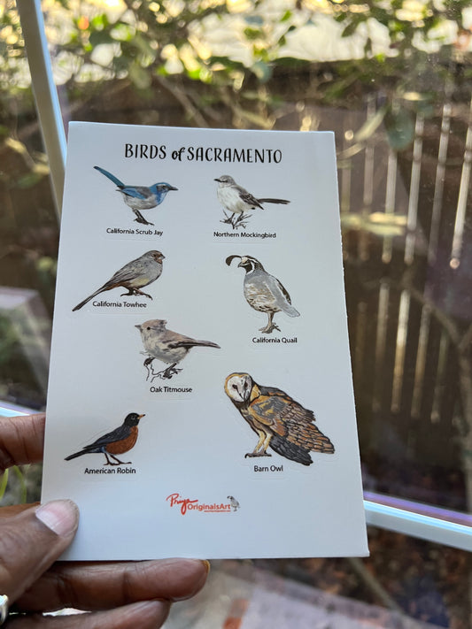 Sacramento Birds Illustrated 4x6" Sticker Sheet - 7 Native Species